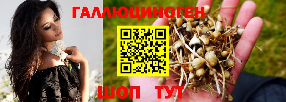 Галлюциногенные грибы Psilocybe Урус-Мартан
